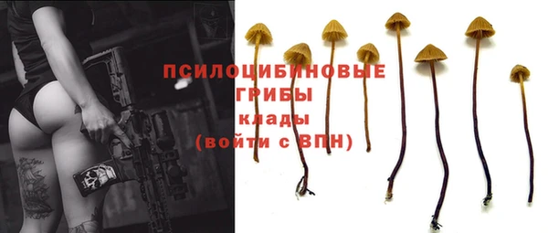 сатива Куйбышев